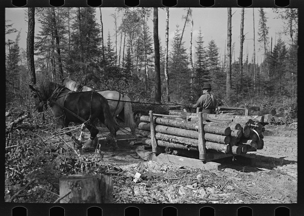 Transporting timber at camp near Effie, Minnesota, 1937