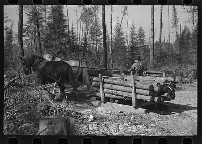 Transporting timber at camp near Effie, Minnesota, 1937