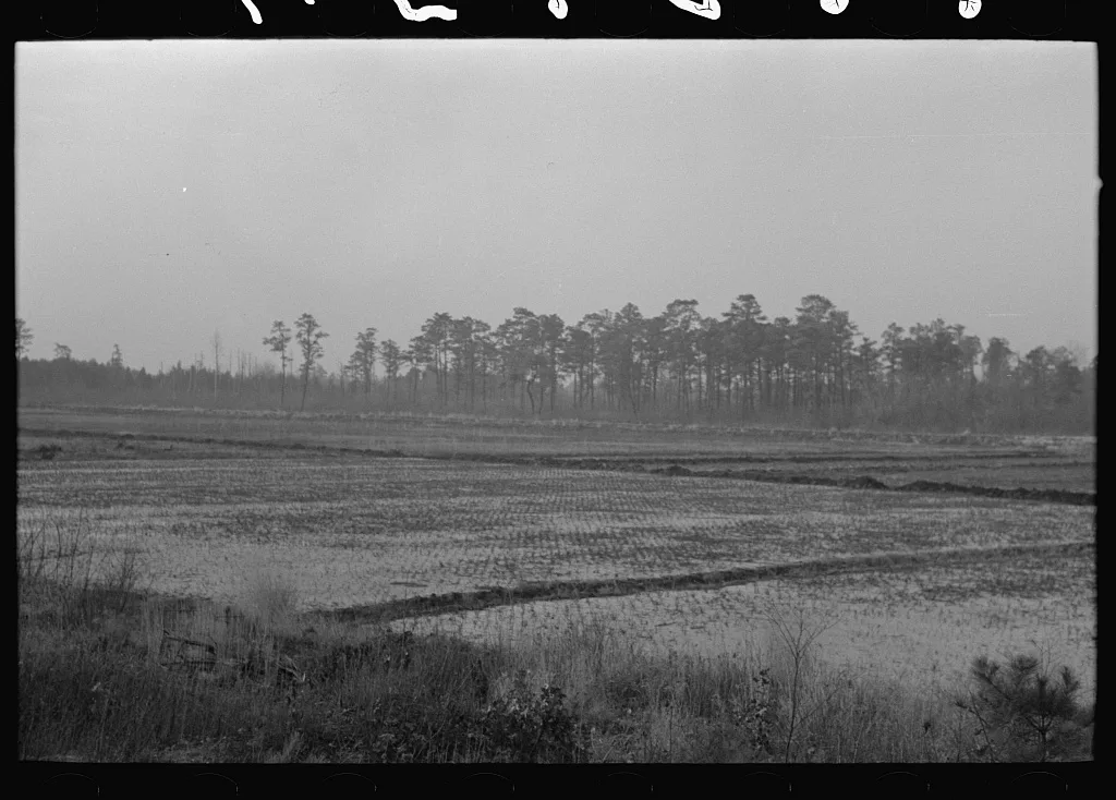 Cranberry bog, southern New Jersey, 1938
