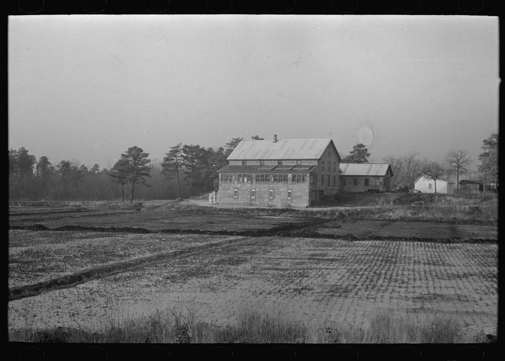 Cranberry bog, southern New Jersey, 1938