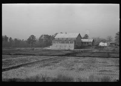 Cranberry bog, southern New Jersey, 1938