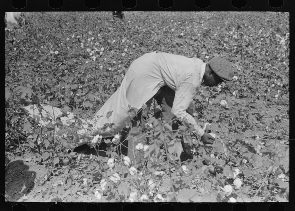 Picking cotton near Lehi, Arkansas, 1938