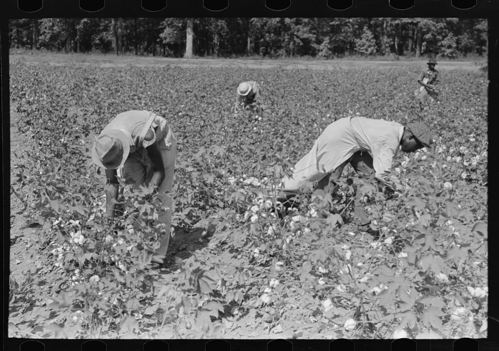 Picking cotton near Lehi, Arkansas, 1938