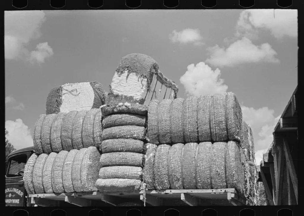 Cotton, Lehi, Arkansas, 1938
