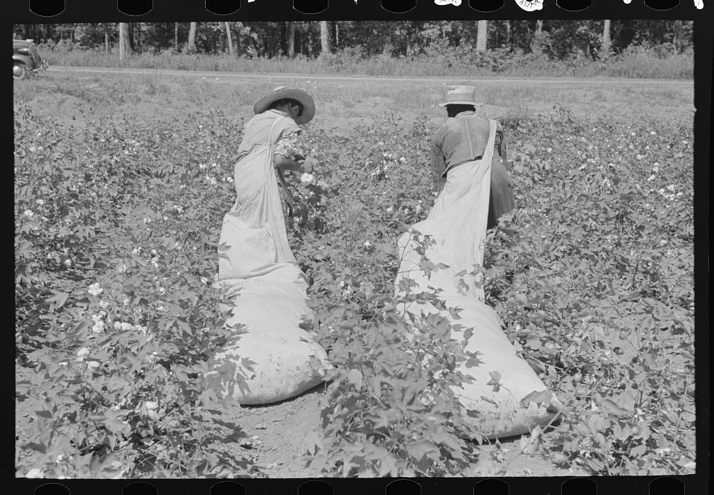 Cotton pickers, Lehi, Arkansas, 1938