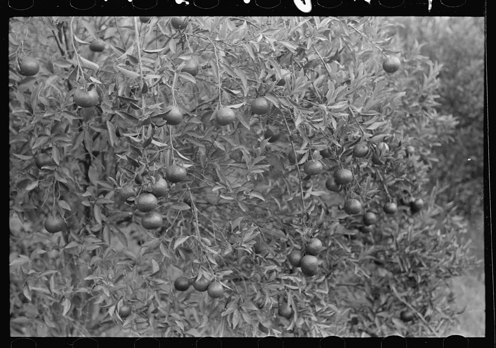Oranges on trees, Boothville, Louisiana, 1938