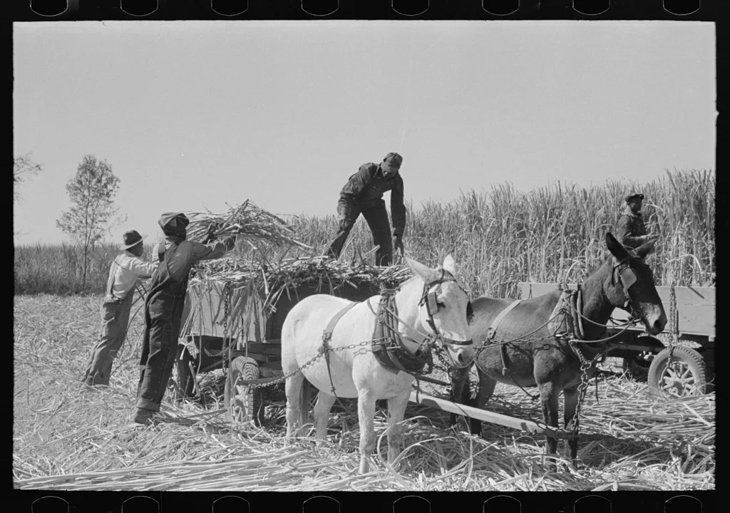 Loading sugarcane, Louisiana, 1938
