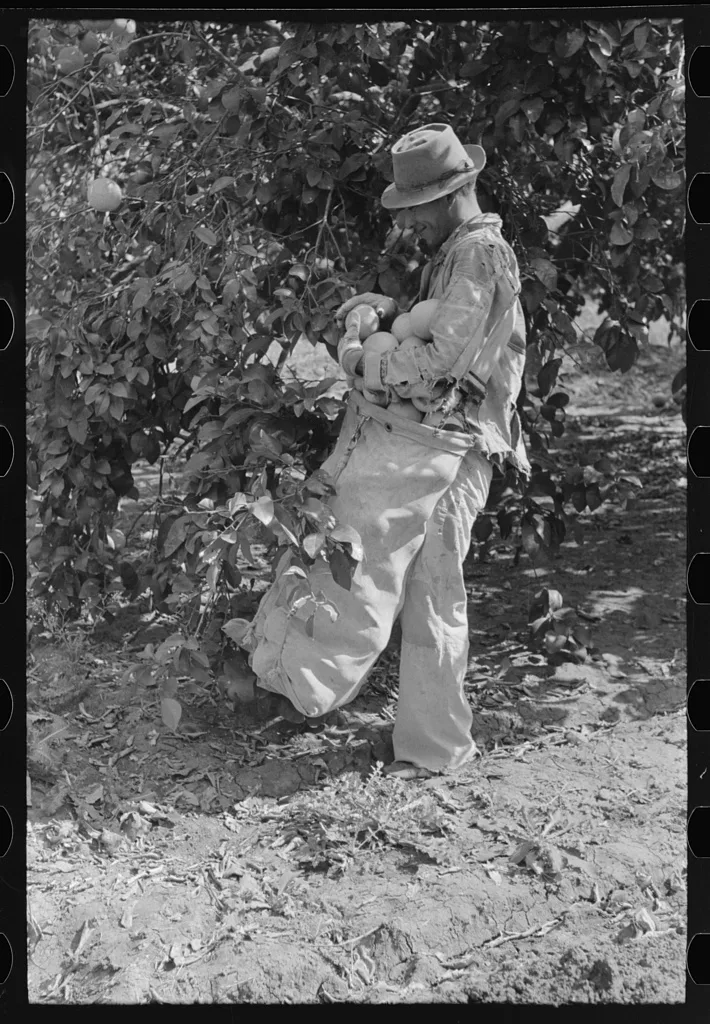 Picking grapefruit near Weslaco, Texas, 1939