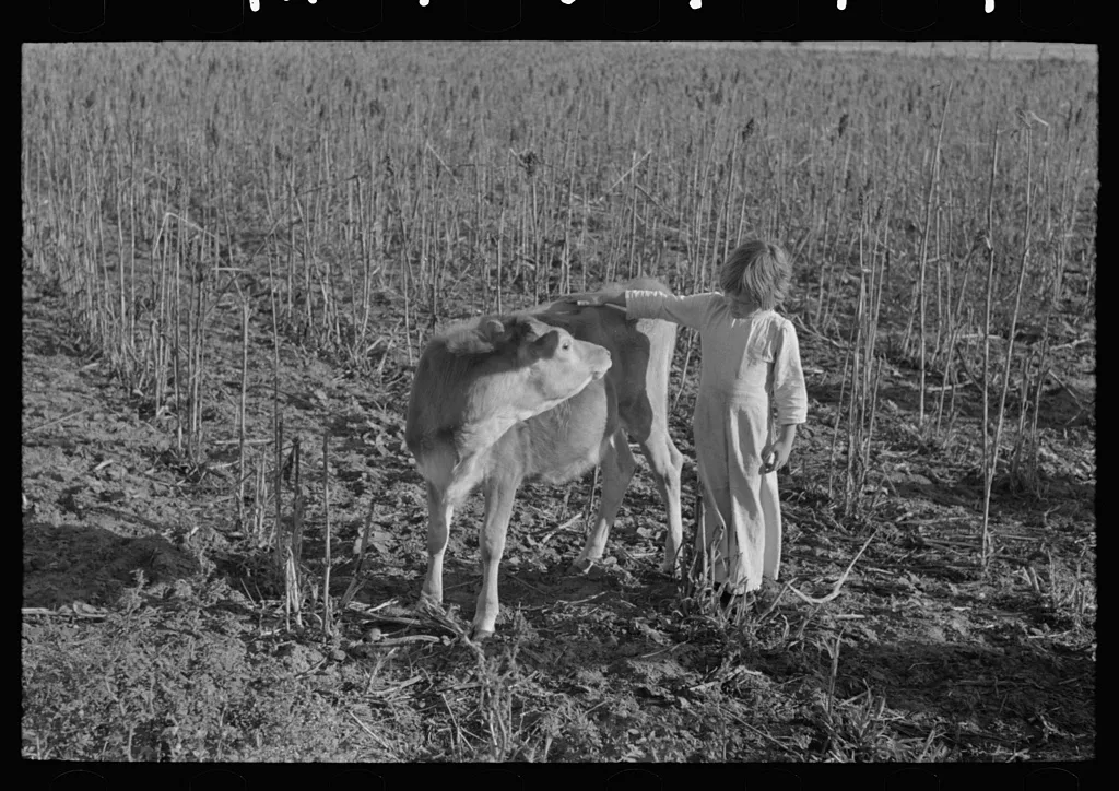 Little girl petting calf. Tenant purchase client near Weslaco, Texas, 1939