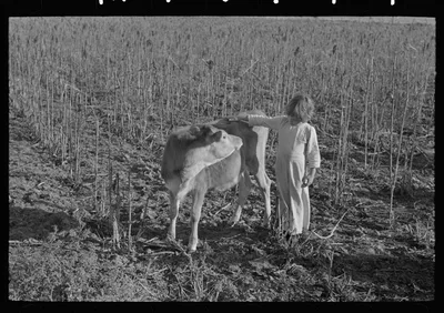 Little girl petting calf. Tenant purchase client near Weslaco, Texas, 1939