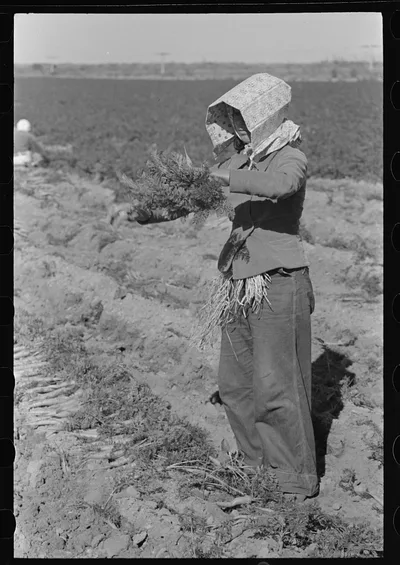 Mexican girl bunching carrots near Edinburg, Texas, 1939