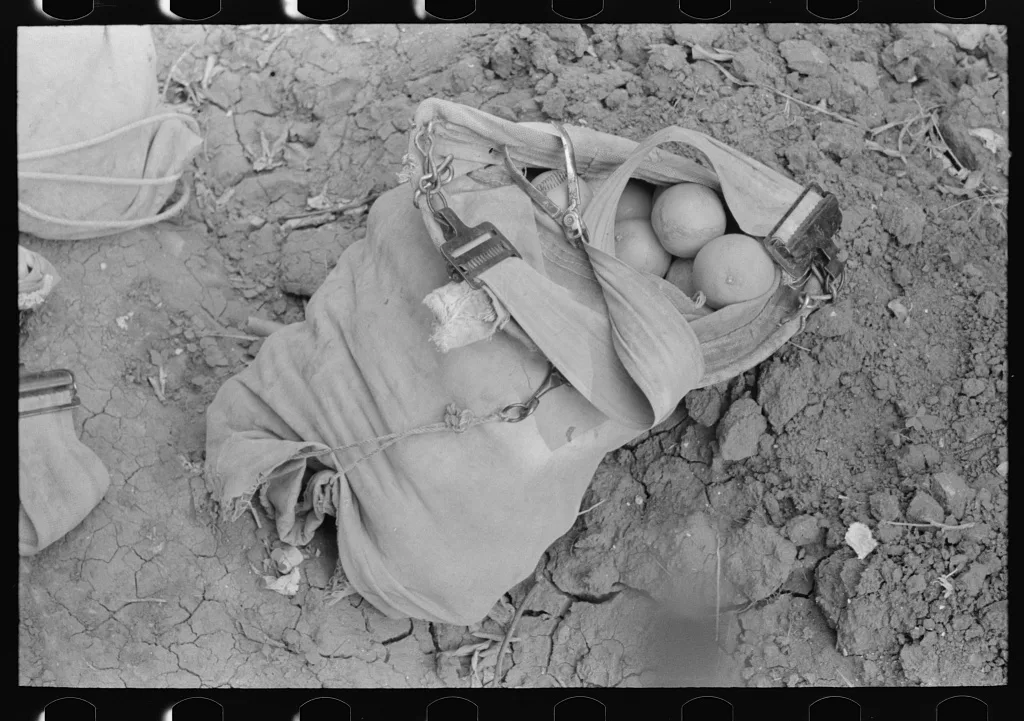 Citrus picker's bag, Weslaco, Texas, 1939