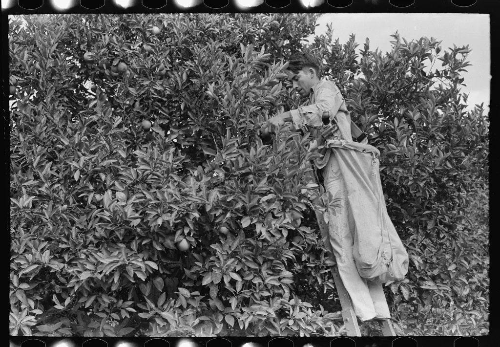 Picking oranges near Weslaco, Texas, 1939