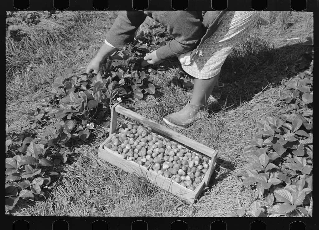 Picking strawberries near Hammond, Louisiana, 1939