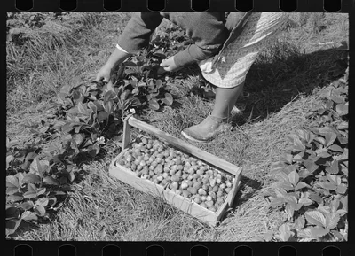 Picking strawberries near Hammond, Louisiana, 1939