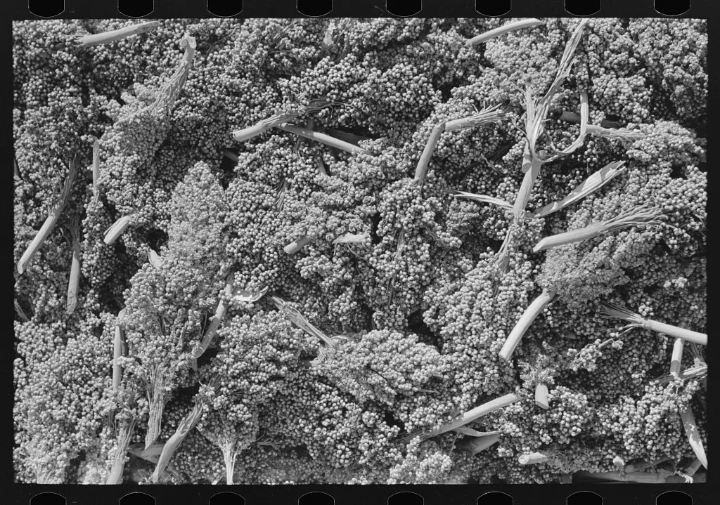 Kaffir corn, Marshall, Texas, 1939