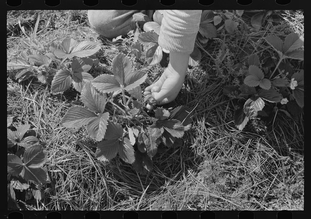 Ponchatoula (vicinity), Louisiana. A close up of picking strawberries, 1939