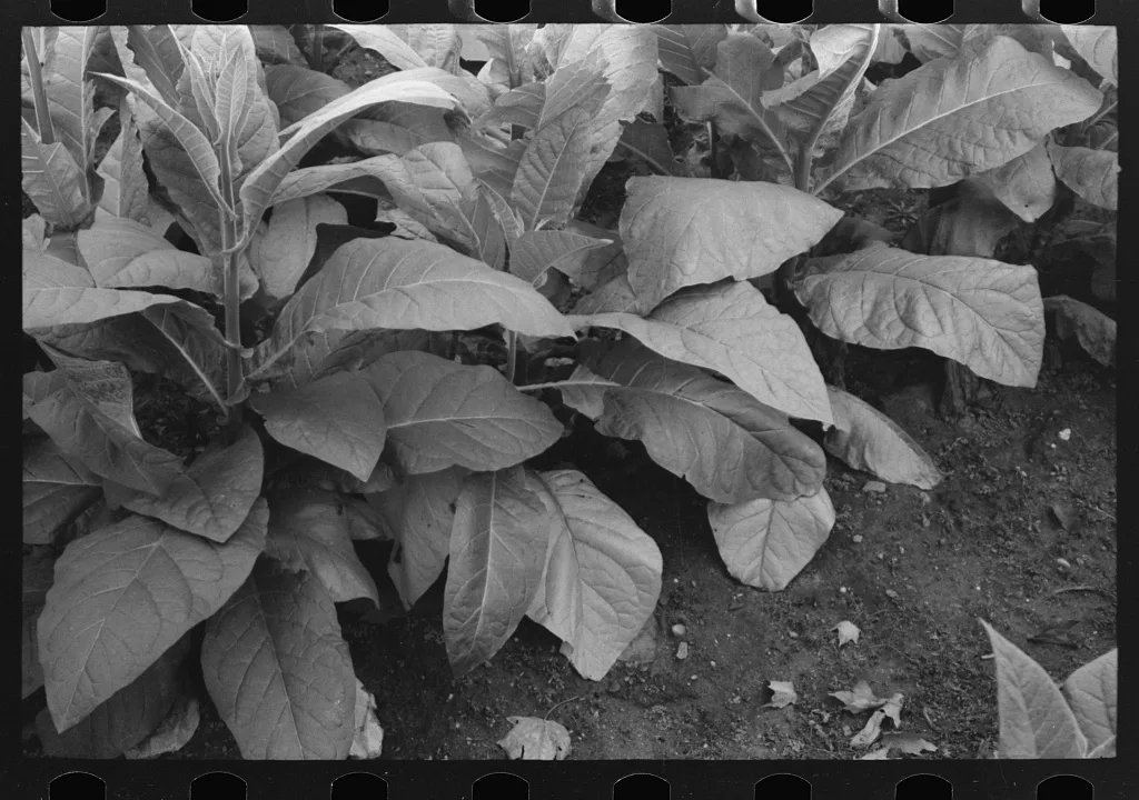 Tobacco near Berlin, Connecticut, 1939