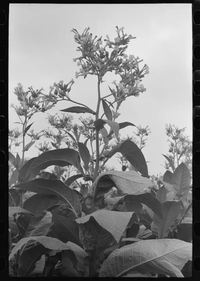 Flowering tobacco near Berlin, Connecticut, 1939