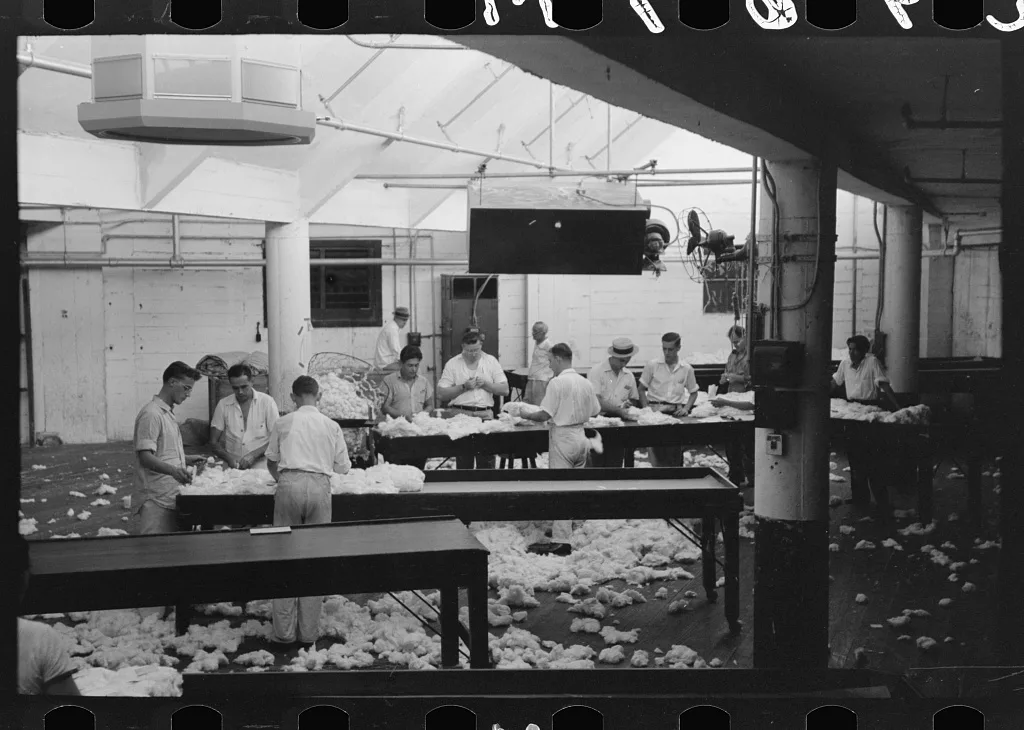Grading cotton at cotton compress, Houston, Texas, 1939
