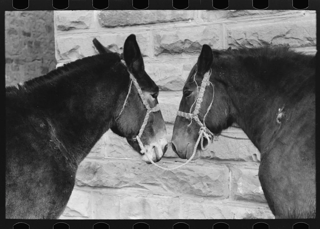 Mules, Brownwood, Texas, 1939
