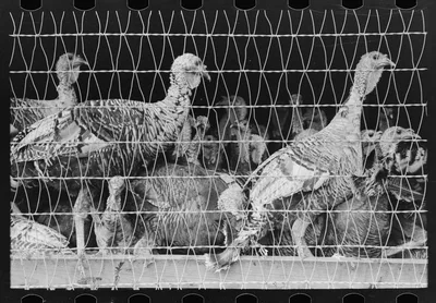 Turkeys in pen, poultry cooperative, Brownwood, Texas, 1939