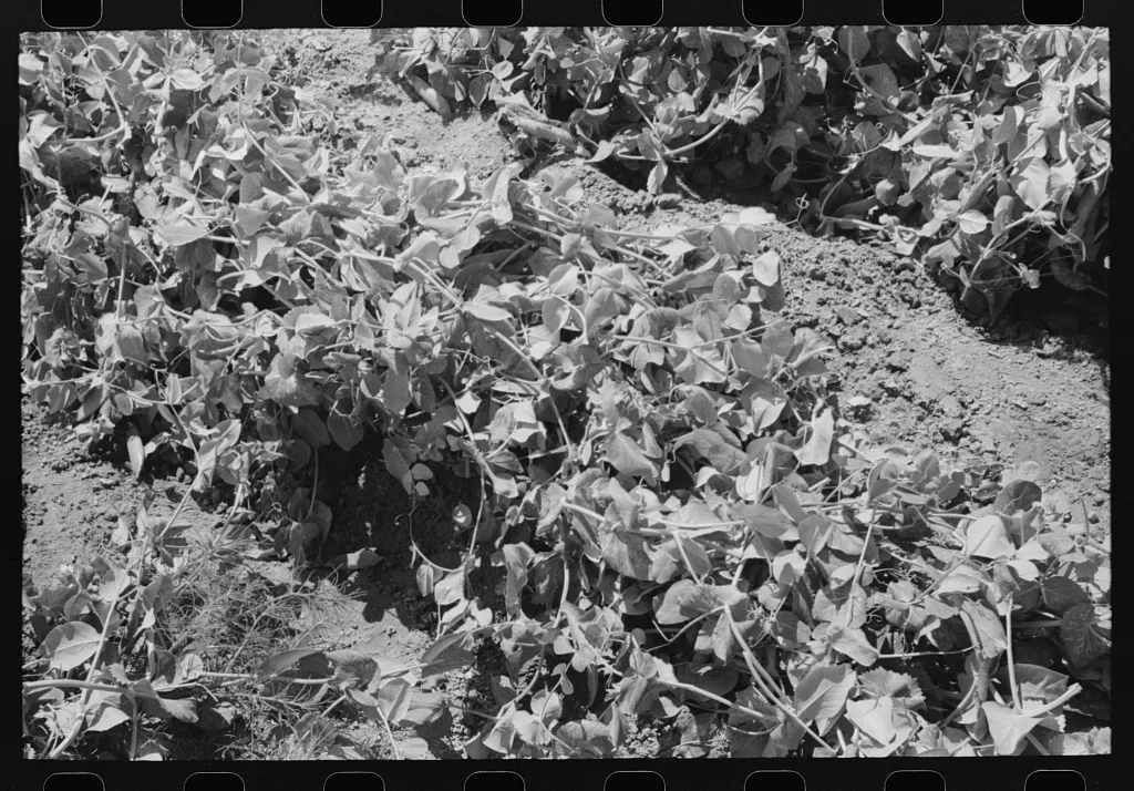 Pea vines. Nampa, Idaho, 1941