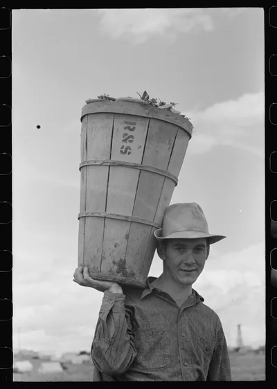 Pea picker with hamper of peas. Nampa, Idaho, 1941