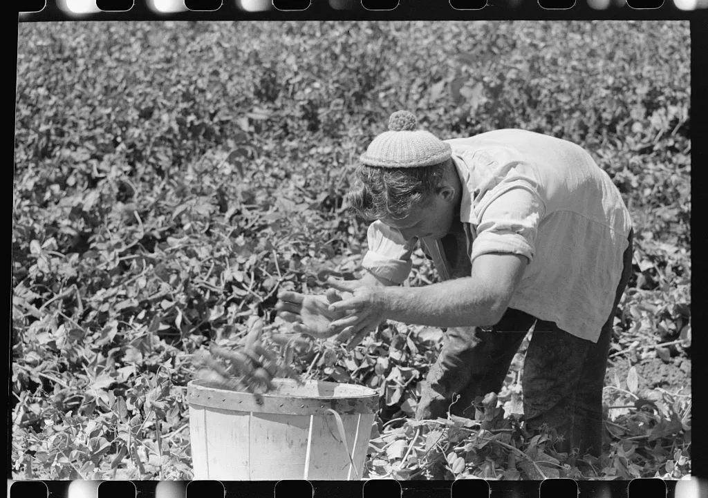 Picking peas, labor contractor's crew. Nampa, Idaho, 1941