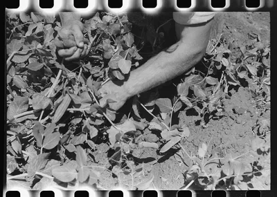 Detail picking peas. Nampa, Idaho, 1941