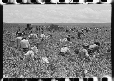 Labor contractor's crew picking peas. Nampa, Idaho, 1941