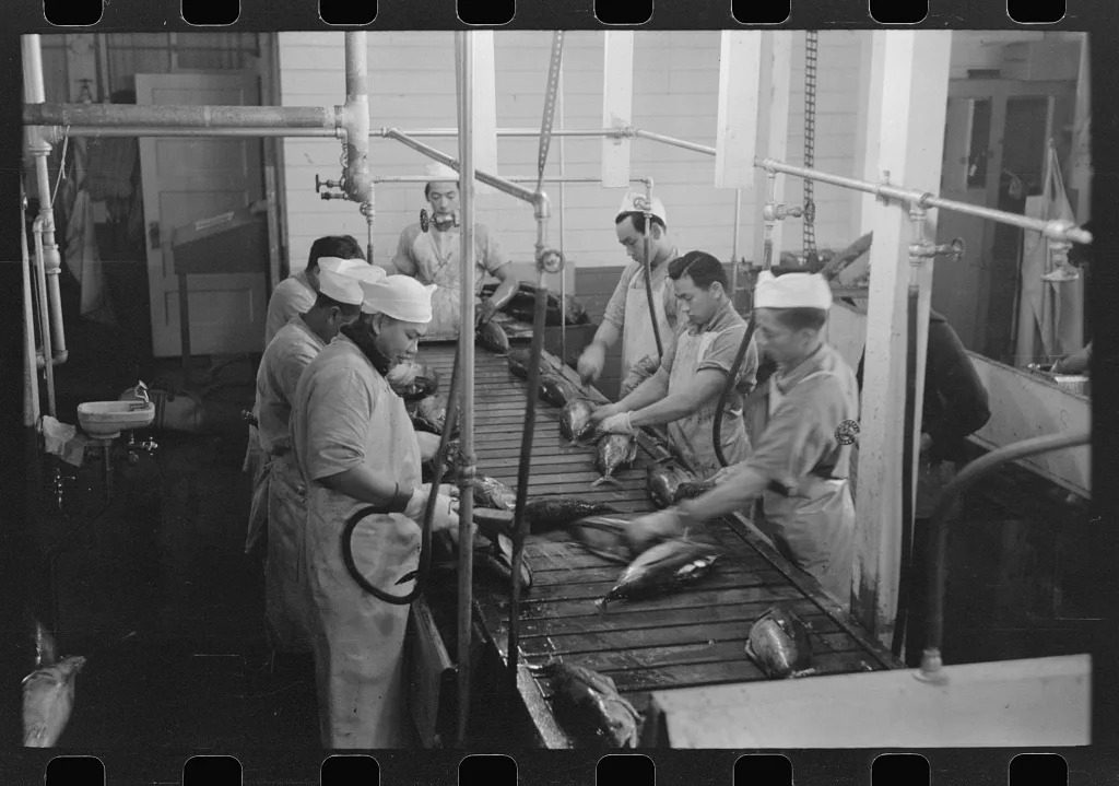 Gutting tuna, Columbia River Packing Association, Astoria, Oregon, 1941