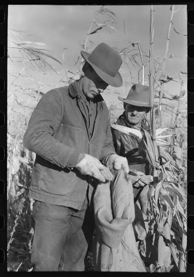 The gleaners at cornhusking contest, Ontario, Oregon, 1941