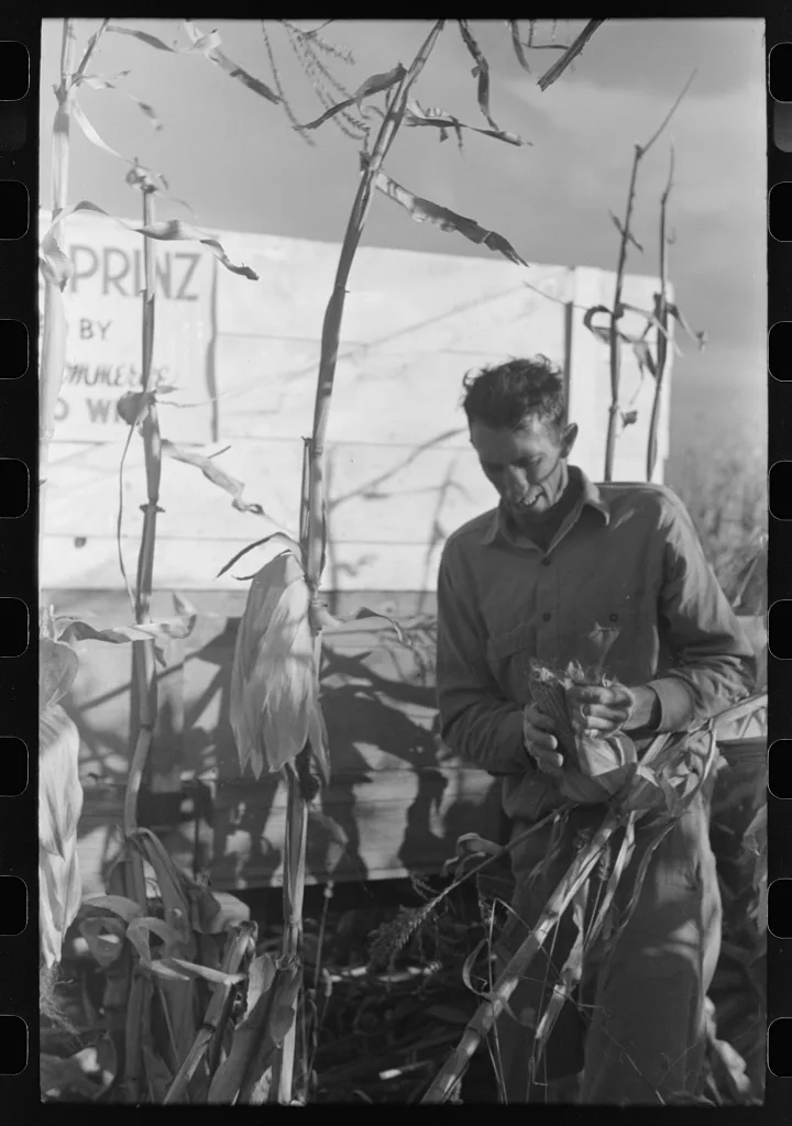 Contestant at cornhusking contest, Ontario, Oregon, 1941