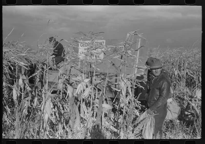 Cornhusking contest, Ontario, Oregon, 1941