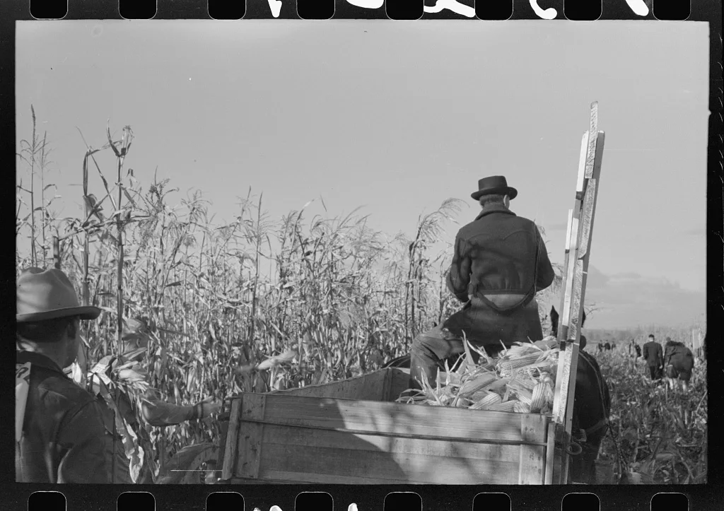 Wagon of corn at cornhusking contest, Ontario, Oregon, 1941