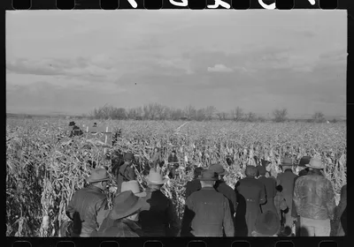 Watching cornhusking contest, Ontario, Oregon, 1941
