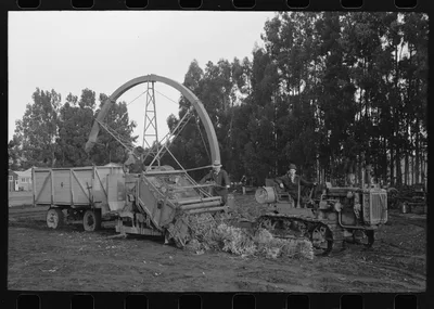 Harvesting machine for guayule, Salinas, California, 1941