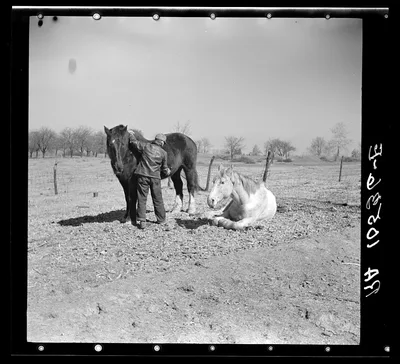 Erasty Emrich, tenant farmer near Battle Ground, Indiana, currying…, 1937