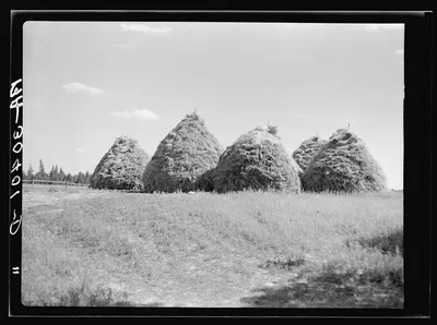 Method of stacking hay. Northcentral Minnesota, 1937