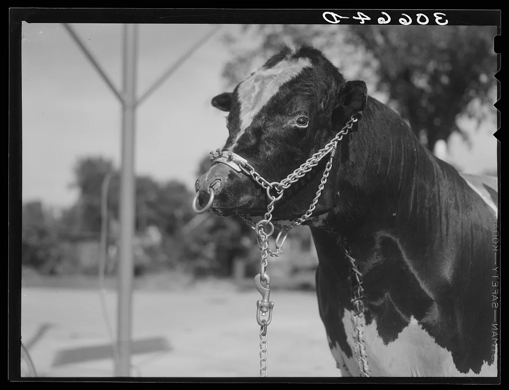 Stuffed bull in front of gas station. Minnesota, 1937