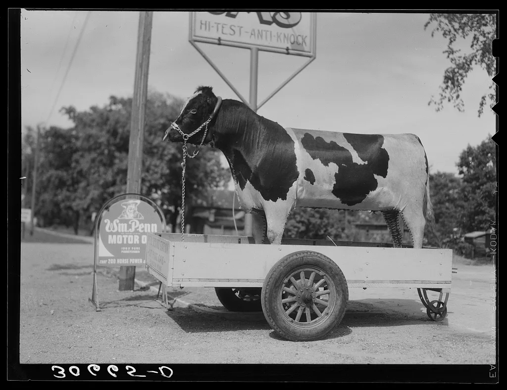 Stuffed bull in front of gas station. Minnesota, 1937
