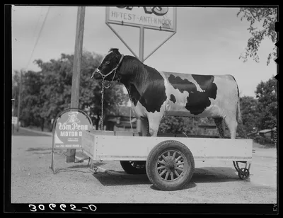 Stuffed bull in front of gas station. Minnesota, 1937