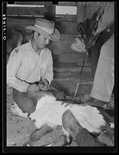 Branding calf. Cattle ranch near Marfa, Texas, 1939