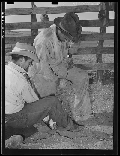 Mexican boys branding a calf. Cattle ranch near Marfa, Texas, 1939