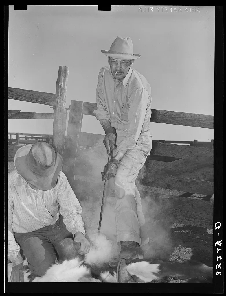 Owner of the "Walking X" Ranch branding calf near Marfa, Texas, 1939