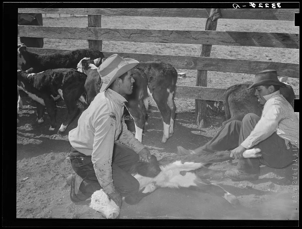 Mexican cowboys throwing a calf for branding. Cattle ranch near…, 1939