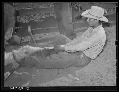 Mexican cowboy holding down calf for branding. Cattle ranch near…, 1939
