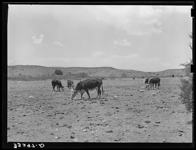 Cattle licking salt on the range of "Walking X" Ranch near Marfa,…, 1939