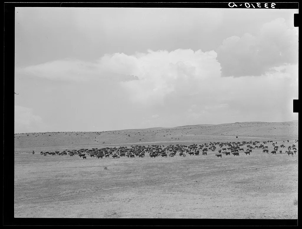 Cattle roundup on ranch near Marfa, Texas, 1939